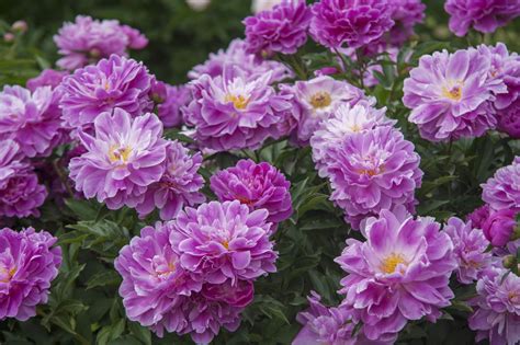 10 Foolproof Perennial Plants For The Northeast Us