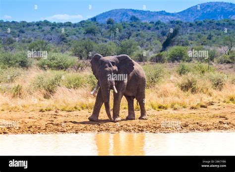 A Lone Male Bull Musth Elephant Showing Aggressive Behavior In A Nature Reserve Stock Photo Alamy