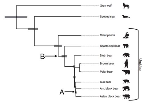 Chapter 5 Phylogenetics Basics Molecular Phylogenetic Techniques