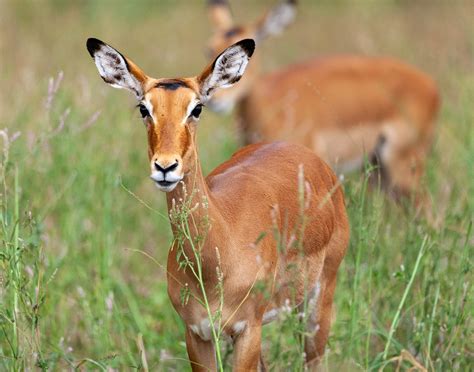 Antelope Impala Africa Free Photo On Pixabay Pixabay