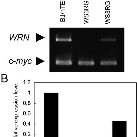 Expression of the WRN gene in WS3RGB/T cells and WS3RGB/T ...
