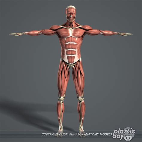 3d Model Of Male Body Muscular Skeletal Female Anatomy Human Anatomy