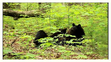 black bear mama feeding her precious little cub youtube
