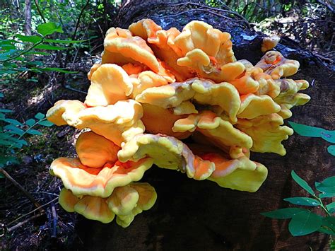 Forage For Dinner Chicken Of The Woods A Magnificent Mushroom One