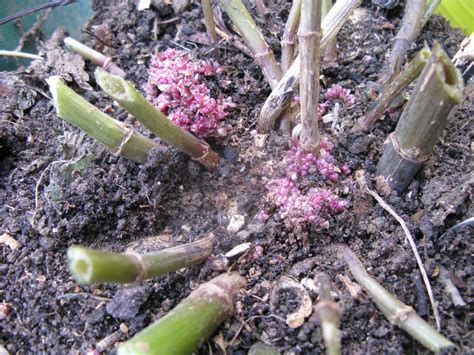 Strange Redpink Growth On Dahlias — Bbc Gardeners World Magazine