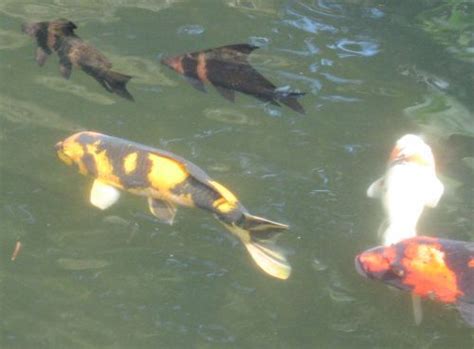 10 Best Images About Koi Fish On Pinterest Real Love Koi Ponds And