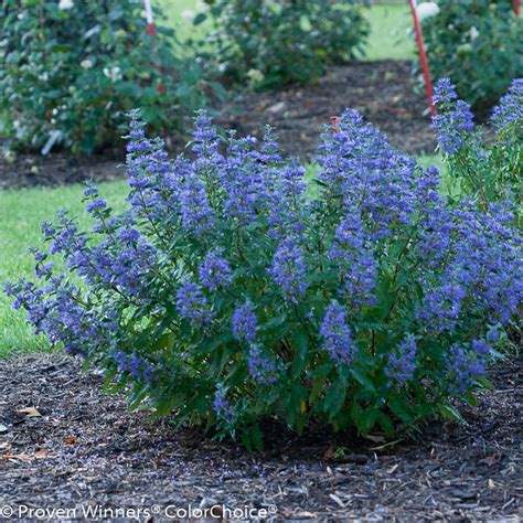 Beekeeper™ Bluebeard Plant Addicts