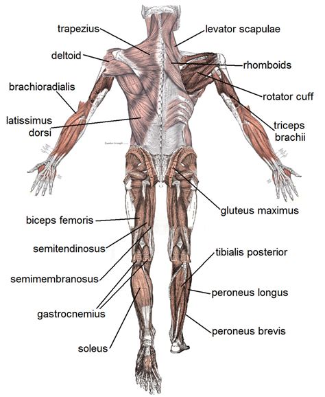 Major muscles of the body, with their common names and scientific (latin) names your job is to diagram and label the major muscle groups, for both the anterior (frontal) view and the posterior (rear) view anterior view posterior view. 4 human body muscles labeled : Biological Science Picture ...