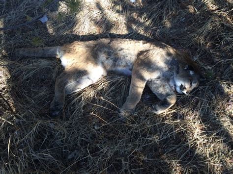 Cougar Killed Carcass Dumped