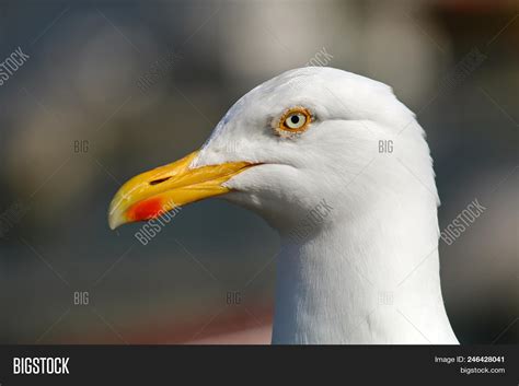 Adult Herring Gull Image And Photo Free Trial Bigstock