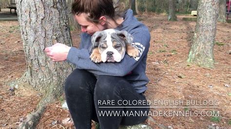 For that reason alone people pay very high prices for them. CRAZY COLORED DOG; Blue Tri Merle Rare Colored English ...