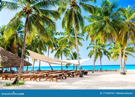 Palm Trees On The Caribbean Tropical Beach With Sun Shade Saona Island