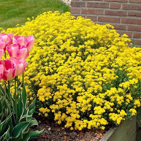 Golden Spring Alyssum Flower Garden Design Yellow Flowering Plants