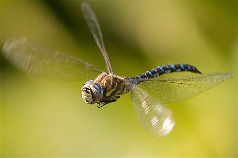 Male Migrant Hawker Dragonfly In Flight A Photo On Flickriver