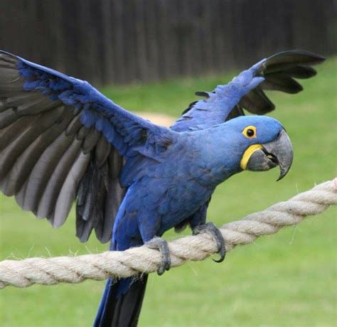 Hyacinth Macaw Blue Beauty Periquitos Pássaros Da Amazônia Aves