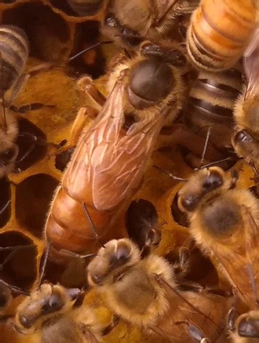 Beekeeping Classes City Bee Savers