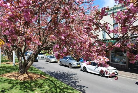 The Best Places To See Cherry Blossoms In Sydney Secret Sydney