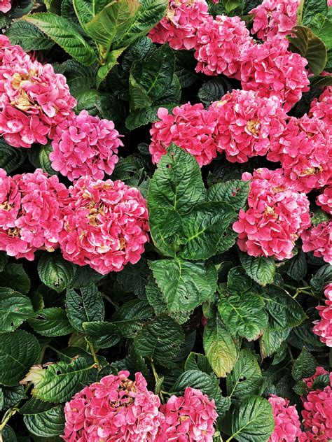 When your hydrangea wont bloom, it is because of the species of hydrangea you have planted. California hydrangeas in full bloom. | Color coding, The ...