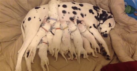 Dalmatian Mom Nurses Her Giant Litter Of Puppies Cesars Way