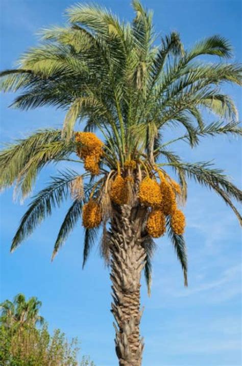 Phoenix Dactylifera Date Palm Tree Plants 3 For 3500 Fully Etsy
