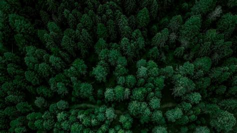 Forest Aerial Drone Nature Landscape
