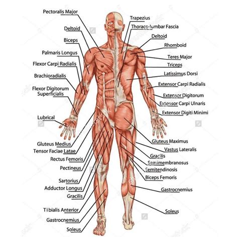 Human body anatomy and pain charts. Muscular System allow manipulation of movement, locomotion ...
