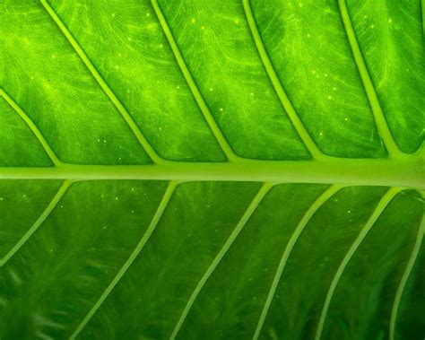 Download Wallpaper 1280x1024 Plant Leaf Texture Standard 54 Hd