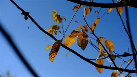 Closeup Of Yellow Drying Leaves On Branches Under The Sunlight And A