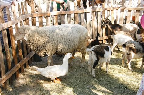 Hand led pony rides for your child's party. Where to Find Petting Zoos and Farms in Edmonton and Area ...