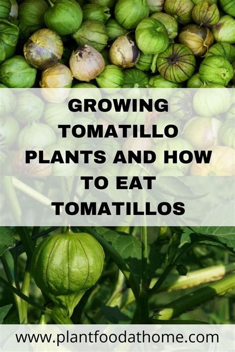 Growing Tomatillo Plants And How To Eat Tomatillos In 2023 Tomatillo