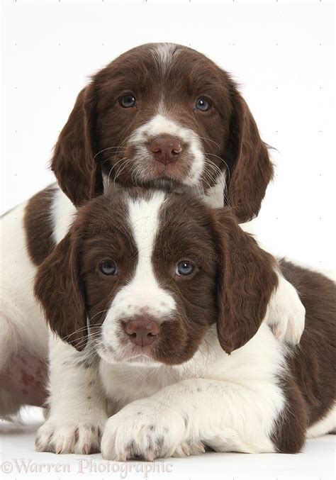 The blue picardy spaniel (or épagneul bleu de picardie) is a breed of spaniel originating in france, from the area around the mouth of the river somme, around the start of the 20th century. Dogs: Working English Springer Spaniel puppies photo WP40582