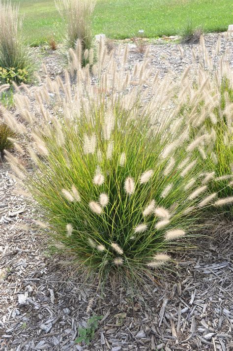 Pennisetum Alopecuroides Rabbit Resistant Plants Drought Tolerant