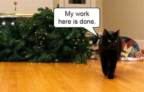 Pin By Julie Trottier On Funny Animals Christmas Memes Funny