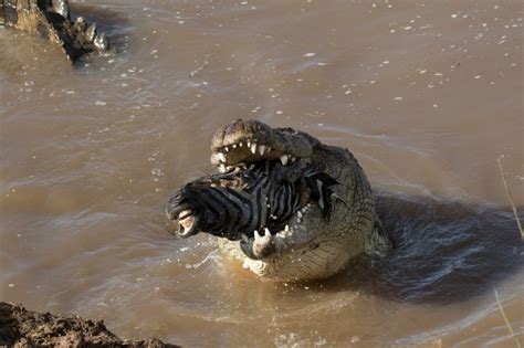 We believe the zebra was already dead (from drowning while trying to cross the river). Maasai Mara crocodile photographed eating entire zebra ...