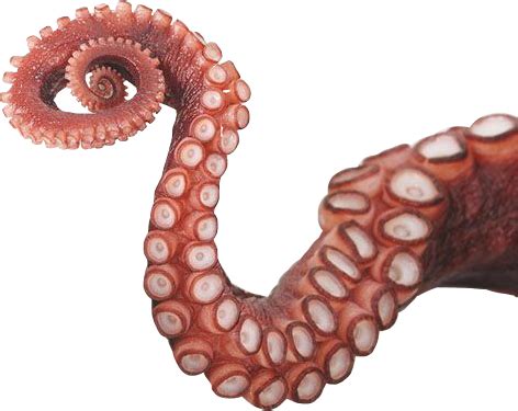 Tentacle Tentacles Tentakel Octopus Sticker By Vulpixbest