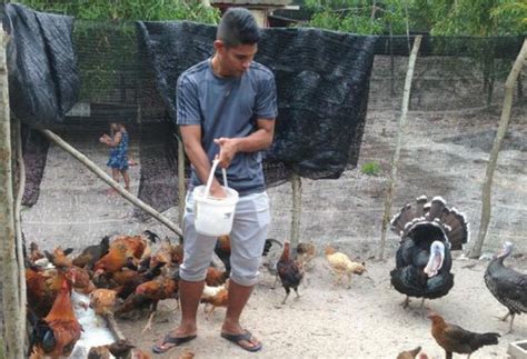 Bisa dibuat lauk penyet, ayam kampung bakar, bisa juga digoreng madu, dan masih. Ternak Ayam Kecil Kecilan - Tentang Kolam Kandang Ternak