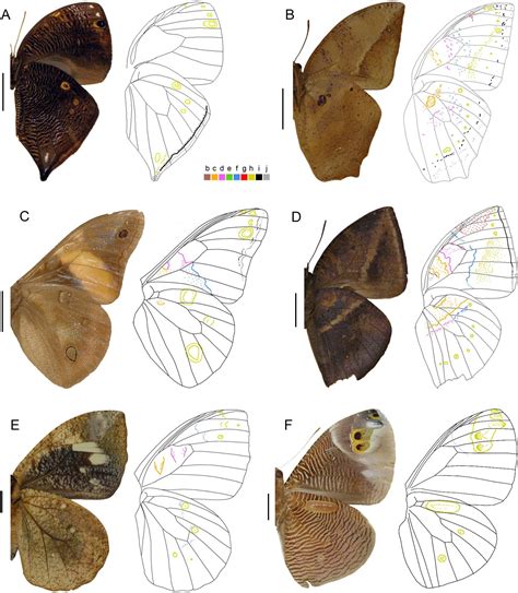 Scielo Brasil Wing Pattern Diversity In Brassolini Butterflies