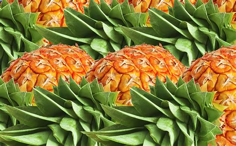 10 Facts About Hawaiian Pineapple — Hawaiian Ola