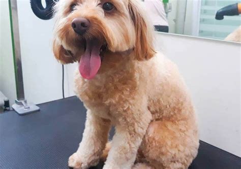 Nov 21, 2019 · if they shed often, you can always get advice from a professional groomer like d tails grooming on brushing and what to use. How Often Should I Get My Dog Groomed? - Puppy Playground ...