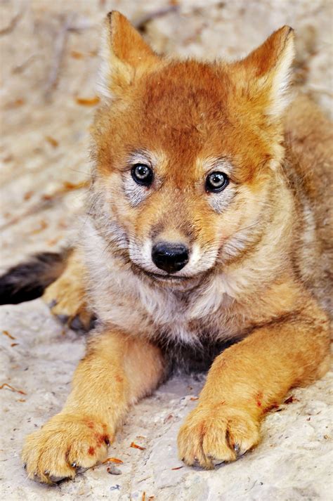 All Sizes Cute Wolf Pup Flickr Photo Sharing