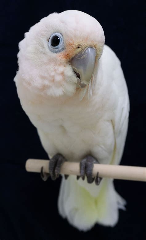 He is such a funny bird. Young Goffin Cockatoo | Smithsonian Photo Contest ...