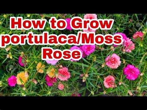 Free us shipping over $50 + free returns on all orders! how to grow portulaca/Moss Rose from cuttings - YouTube