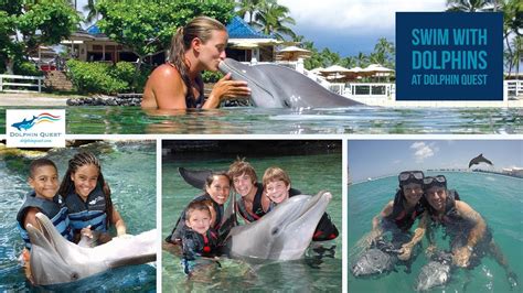 Swim With Dolphins In Hawaii And Bermuda Dolphin Quest Youtube