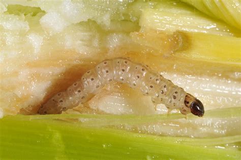Managing Insect Pests On Commercially Grown Sweet Corn