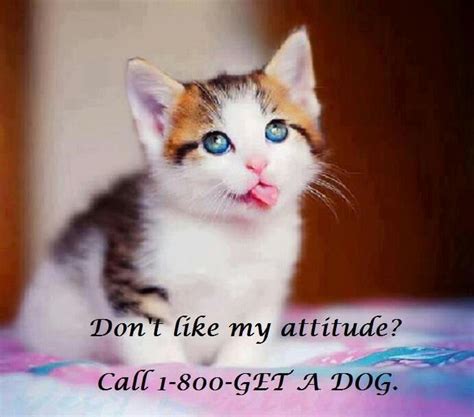 Attitude Cute Kittens Funny Cute Cats Cats And Kittens Kitty Cats