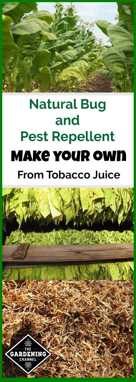 Why use natural pesticides for indoor plants? How To Make Natural Tobacco Juice Bug and Pest Repellent ...