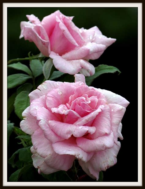 Memorial day (previously, but now seldom, called decoration day) is a federal holiday in the united states for honoring and mourning the military personnel who have died in the performance of their. Memorial Day rose in the rain! | Rose, Flowers