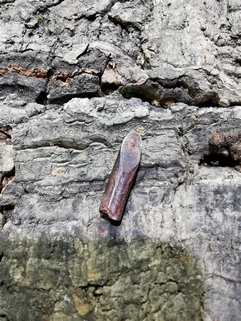 Sauropod Tooth (24mm) - Ridgeway Frozen