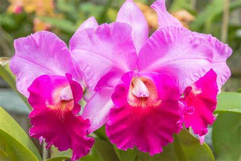 how to grow cattleya orchids bbc gardeners world magazine