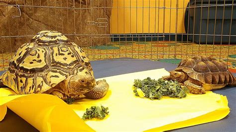 Best Tortoise Enclosure Review 2021 What Do Tortoises Need In Their